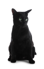 Adorable black cat with green eyes on white background. Lovely pet