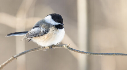  Black-capped Chickadee Bird (Poecile atricapillus), A Charming Songbird Perched on a Tree Branch in Crisp Black and White.  Wildlife Photography.