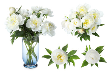 Beautiful peonies with green leaves isolated on white, collection