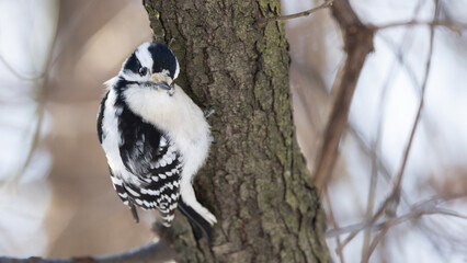 Small Downy Woodpecker Bird (Picoides pubescens) Searches for Winter Bugs on a Tree Trunk – A Stunning Wildlife Photography. 