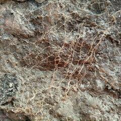 Root net structure background nice picture.
Crystals on the ground.