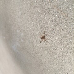 Spider on the wall.Spider on wall close-up 4k background .