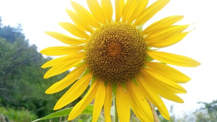Sunflower in the field.Sunflower background close up natural beauty.