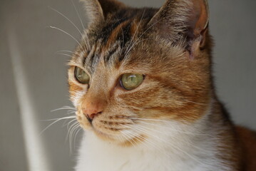 Fototapeta premium ネコ