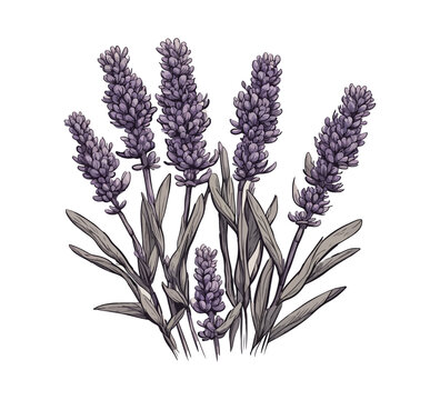 Lavender Plant Hand Drawn Illustration Vector Graphic Asset