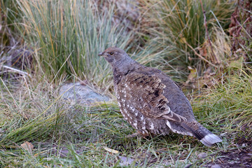 Ptarmigan in Grass