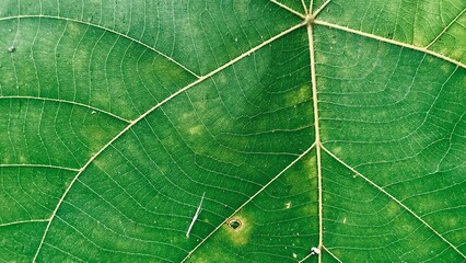 Fototapeta na wymiar Background image of lines on green leaves