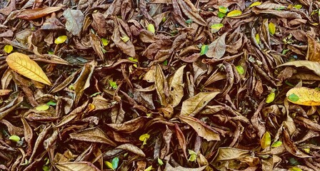 Picture of withered Malabar leaves A lot fell on the floor.