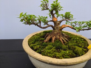 There are various forms of bonsai trees that are contested in Indonesia