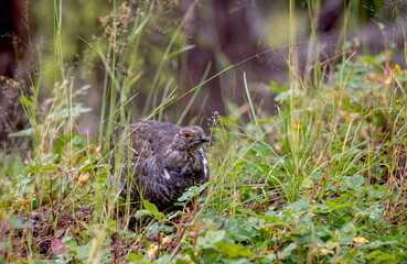 Ptarmigan Up Close