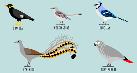 物真似をする鳥5種のベクターイラスト
