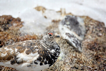 Ptarmigan in Camouflage and Snowy Tundra