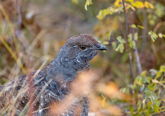Ptarmigan in Fall Plants