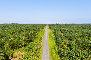 Fototapeta na wymiar Aerial view of palm oil plantation in borneo, Sabah Malaysia