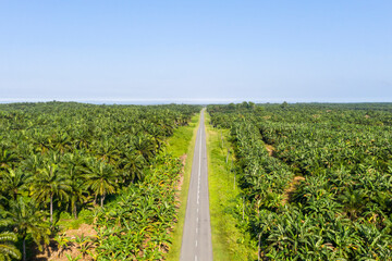 Aerial view of palm oil plantation in borneo, Sabah Malaysia