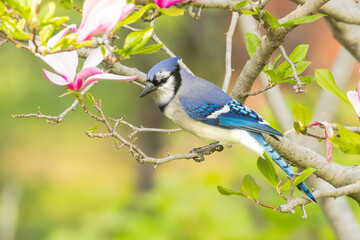 Blue Steel Magnolia. The colorful Corvid, Blue Jay (Cyanocitta cristata) roosts in a pink flowering Magnolia Tree. Blooms form in spring for a few vibrant weeks, while the backyard bird remains active