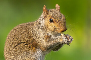 Naklejka na ściany i meble Gray Squirrel (Sciurus carolinensis), providing supplementary food sources for urban wildlife like squirrels and birds is great for their survival and for observing animals in your backyard