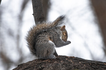 Pray for a Good Day. Cute furry squirrel poses as if its praying with hands folded head bowed. Its...