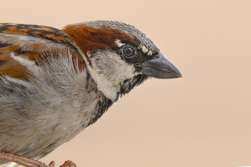 Small bird made large, a House Sparrow (Passer domesticus) closeup. Brown and rusty red plumage, a common bird in rural and urban settings. A robust beak for eating seeds