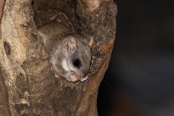 Southern Flying Squirrel (Glaucomys volans) dipping into the food cache. Nocturnal rodent glides to...