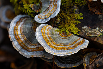 Pretty Mushrooms