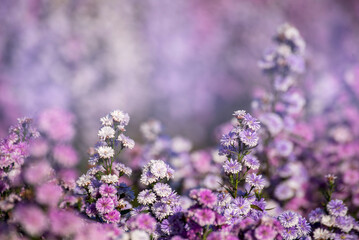 Obraz premium Purple Pastel margaret flower floral soft nature blossom blurred background. Pastel violet romance bloom spring season. Magenta petals blossom in beautiful garden. Close-up violet floral wildflower