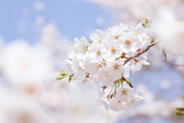 満開の桜