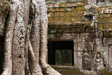 Spung tree roots covering ruins of Ta Prohn temple with apsara dancers carved in stone on the right