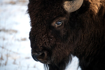 American Bison (Bison bison) in North America Teton National Park. Dark, thick brown fur keeps cold and icy wind at bay. Robust horns adorn the large head above a deep black eye