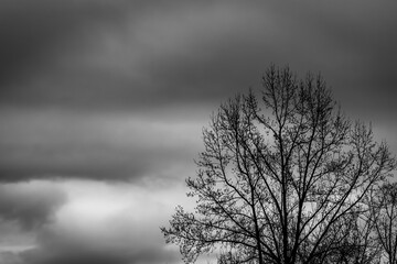 Tree - Black and White 2