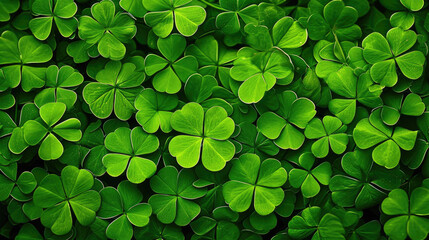 Shamrock four leaf clover background for St Patrick's day celebration - obrazy, fototapety, plakaty