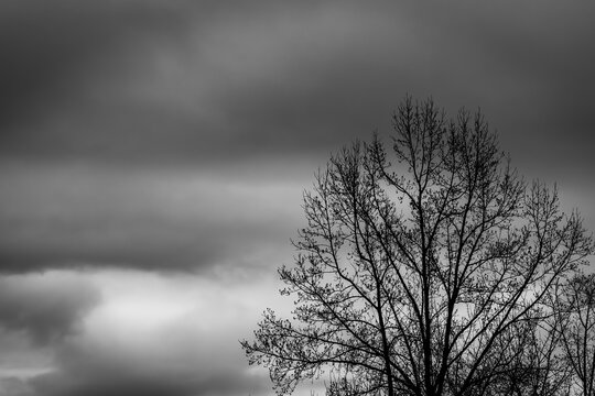Tree - Black and White 2