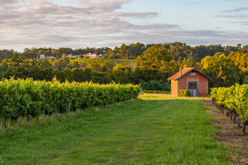 Vineyard In Spring In Bordeaux, France 