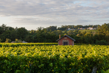 Vineyard In Spring In Bordeaux, France 