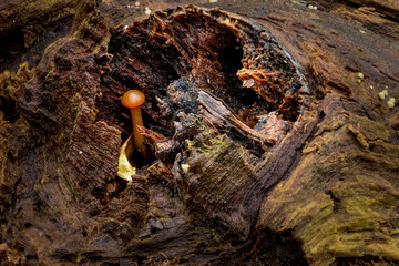 Mushroom in Log