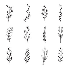 hand drawn plants botanical elements vector
