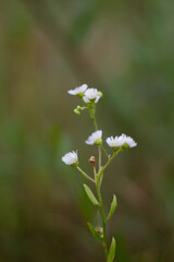 forget me not flowers