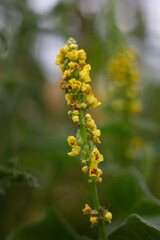 flowers in the garden