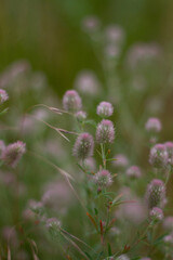 flowers in the garden