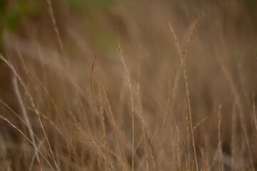 grass in the wind