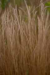 grass in the wind