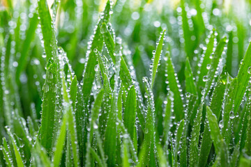 Fototapeta na wymiar Water drops from the grass in the morning