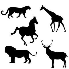 collection of animal pictures