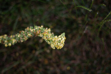 close up of flower