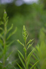 flower in the garden