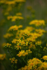 yellow dandelion flowers