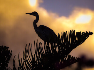 Grey Heron Silhouetted Against Sunset
