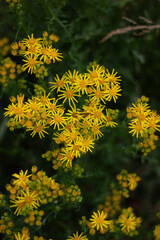 yellow dandelion flowers