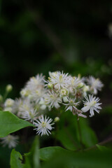 flower in the garden