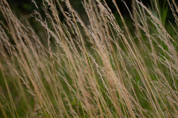 Fototapeta na wymiar wheat field in summer grass in the wind